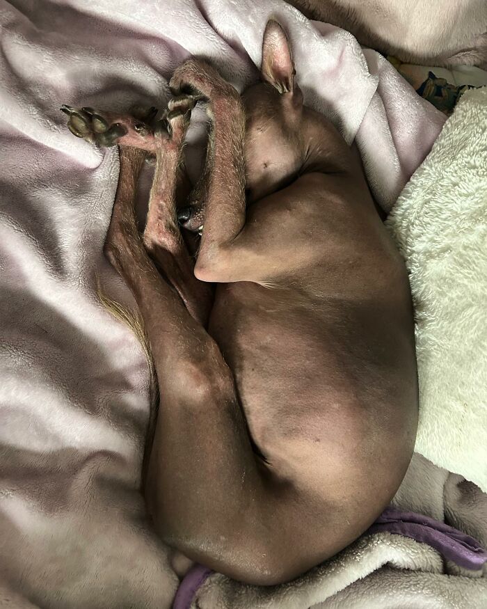 Unique-looking stray dog curled up sleeping comfortably on a soft blanket after rescue from Puerto Rico woods.