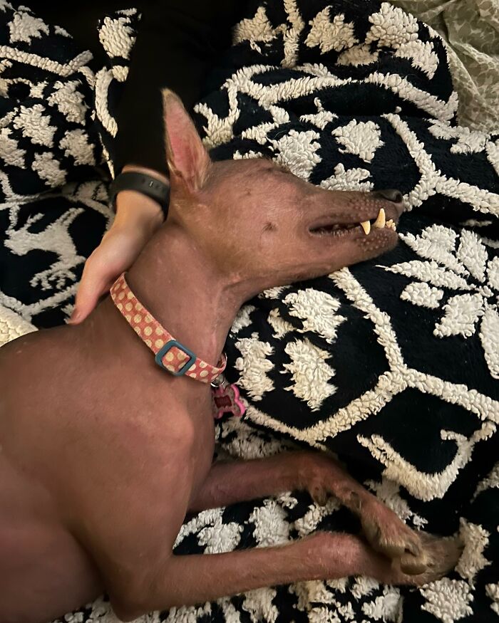 Unique-looking stray dog from Puerto Rico resting comfortably on a patterned blanket, enjoying a peaceful moment.