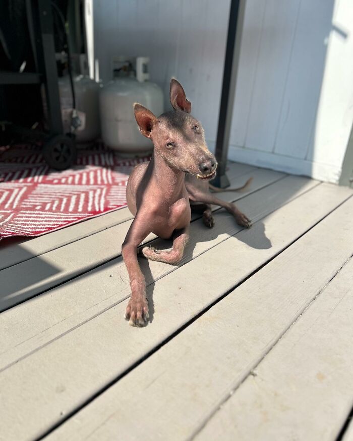 Unique-looking stray dog from Puerto Rico&rsquo;s woods relaxing on a sunlit deck in New York, enjoying her new life.