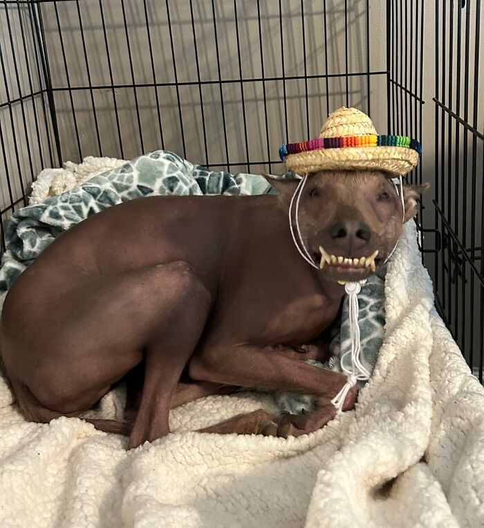 Unique-looking stray dog found in Puerto Rico&rsquo;s woods resting comfortably with a small colorful hat in a cozy bed.