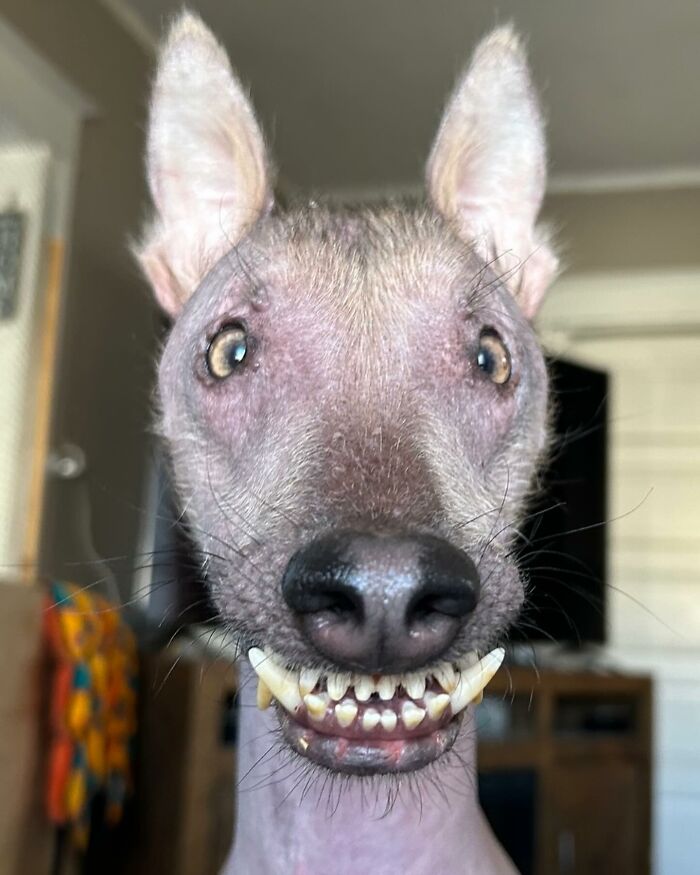 Unique-looking stray dog from Puerto Rico with a toothy smile, now living comfortably in New York.