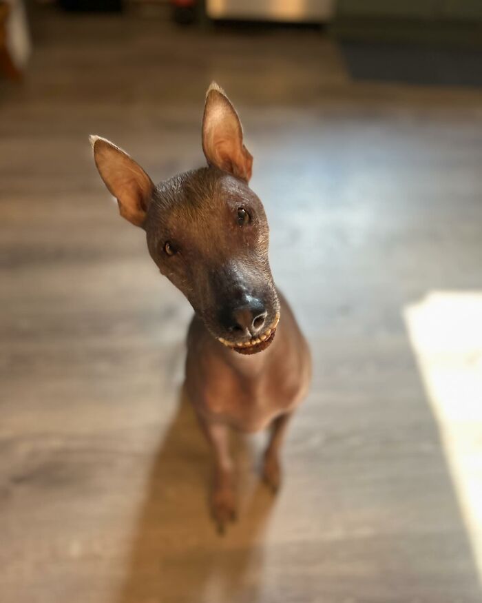 Unique-looking stray dog found in Puerto Rico woods now living happily in a New York home.