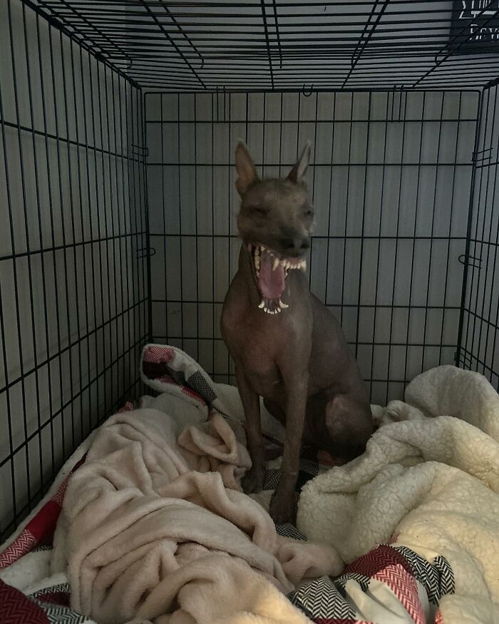Stray dog found in Puerto Rico&rsquo;s woods yawning inside a cozy crate with blankets, now living well in New York.