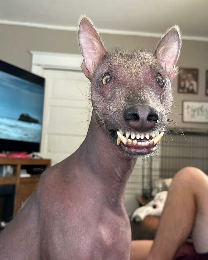 Unique-looking stray dog found in Puerto Rico&rsquo;s woods now happily living indoors in New York home.