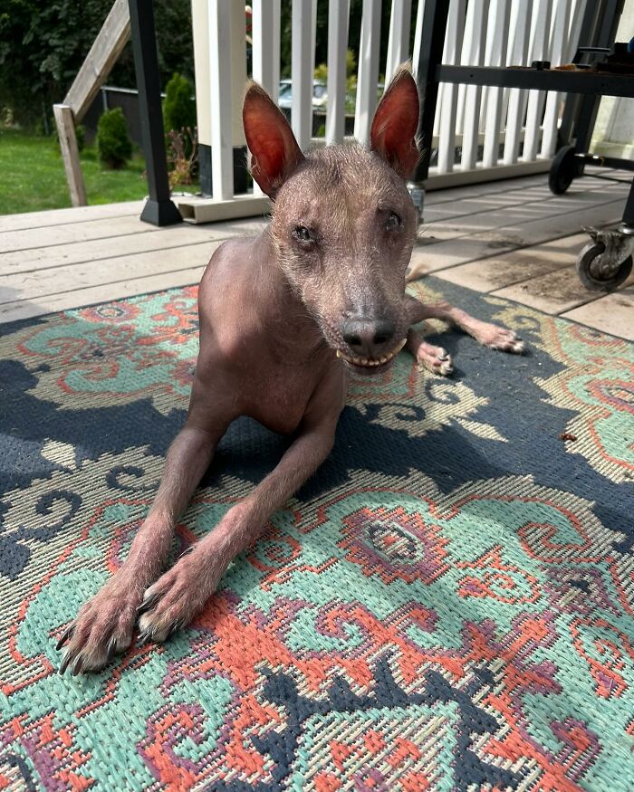 Hairless stray dog with large ears resting on a colorful rug in a sunny outdoor area in New York.