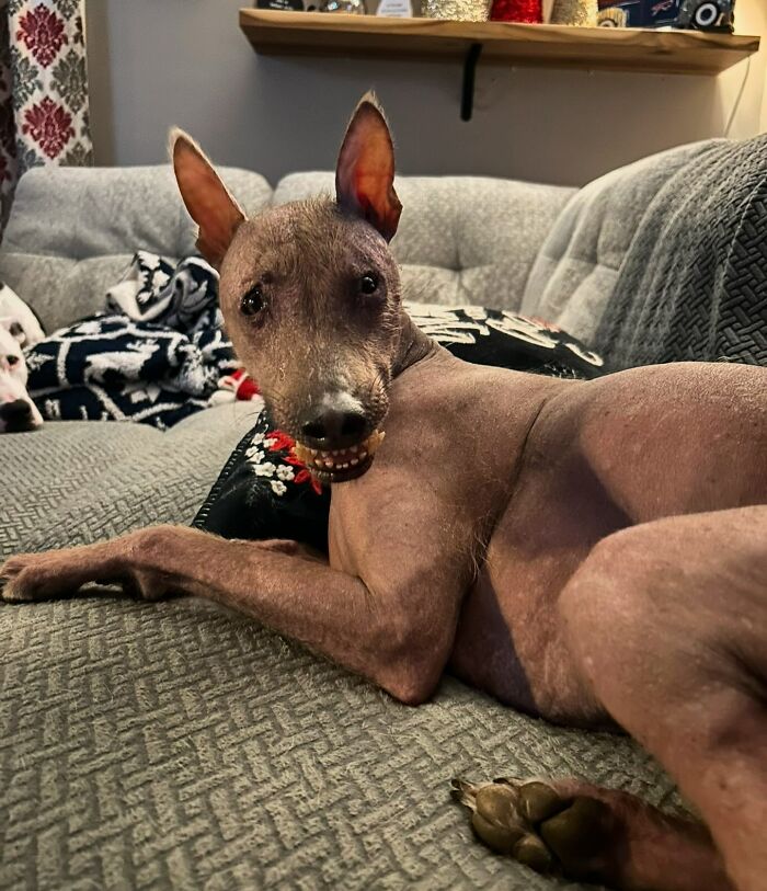 Unique-looking stray dog found in Puerto Rico&rsquo;s woods relaxing comfortably on a couch in New York home.