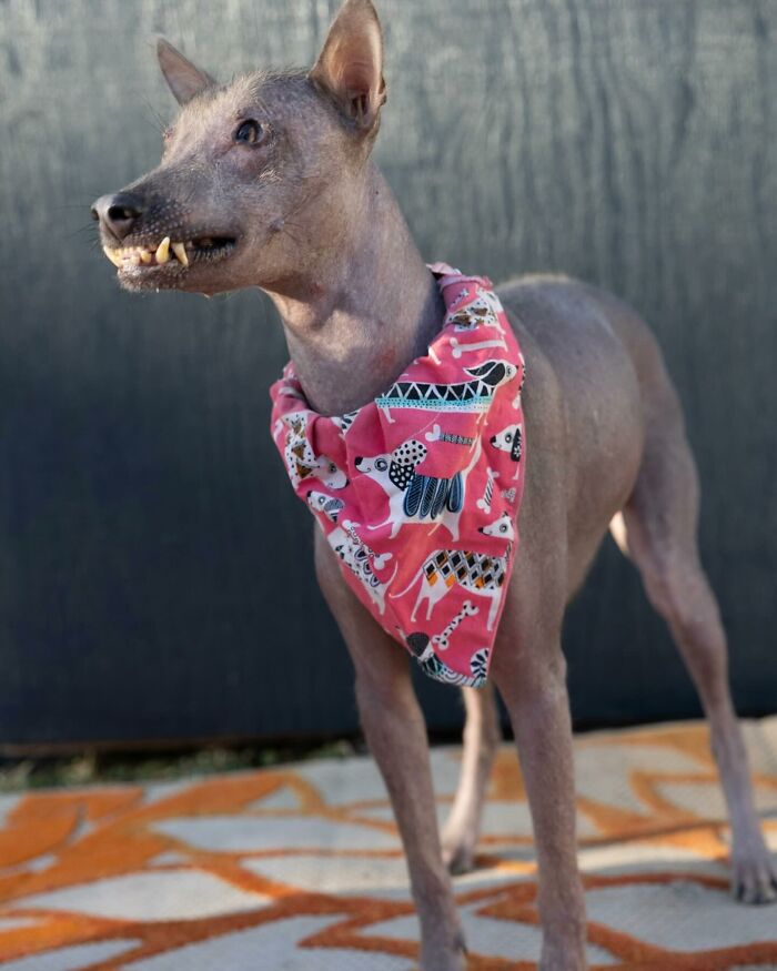 Stray dog from Puerto Rico with unique appearance wearing a colorful bandana, enjoying life in New York.