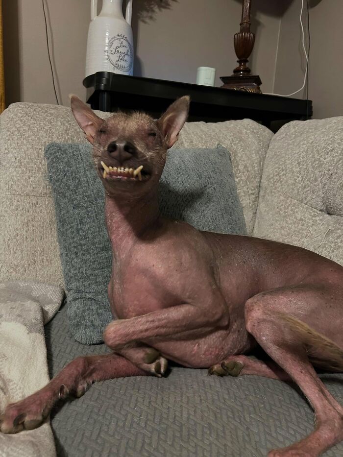 Unique-looking stray dog from Puerto Rico&rsquo;s woods lounging comfortably on a couch with a relaxed expression.