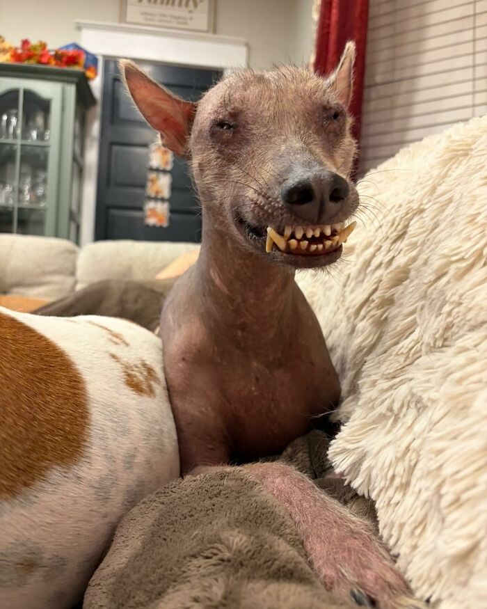 Unique-looking stray dog found in Puerto Rico&rsquo;s woods now living comfortably in a New York home.