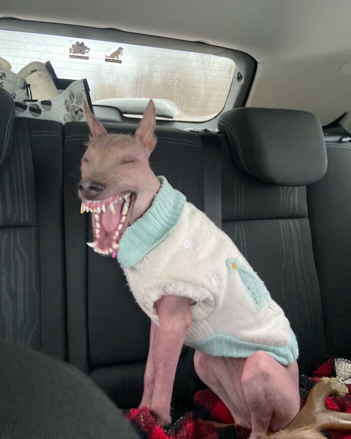 Stray dog with unique appearance yawning in car, wearing cozy sweater, living her best life after rescue from Puerto Rico woods.