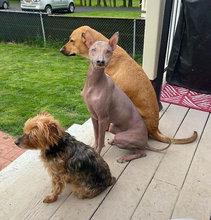 Unique-looking stray dog from Puerto Rico sitting with two other dogs on a porch in New York yard.