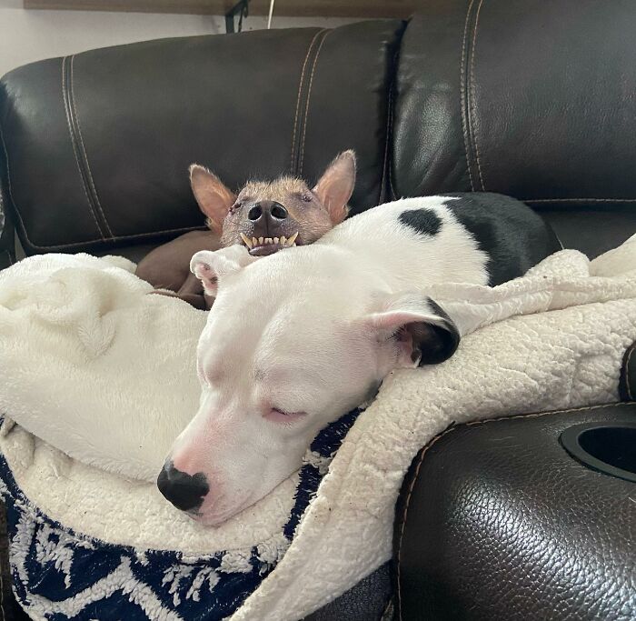 Unique-looking stray dog from Puerto Rico resting comfortably on a couch with another dog in New York.