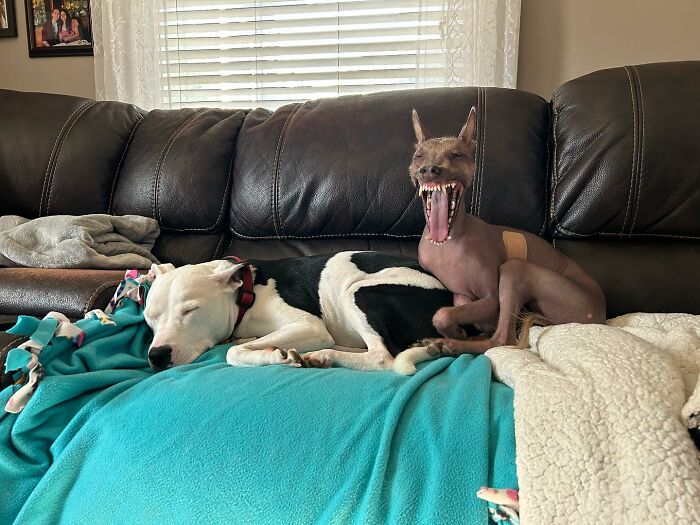 Unique-looking stray dog found in Puerto Rico&rsquo;s woods resting with another dog on a couch covered in blankets.