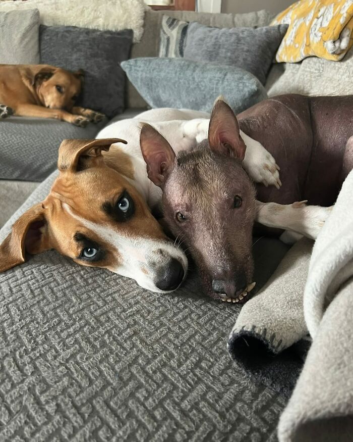 Unique-looking stray dog from Puerto Rico resting on a couch with another dog, living her best life in New York.