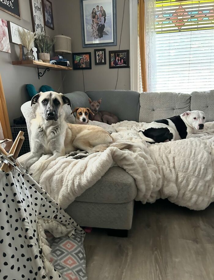 Unique-looking stray dog from Puerto Rico resting with other dogs on a cozy couch in a New York home.