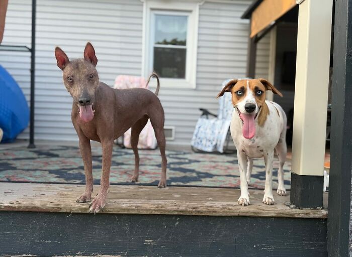 Unique-looking stray dog from Puerto Rico standing with another dog on a wooden porch in a residential backyard.