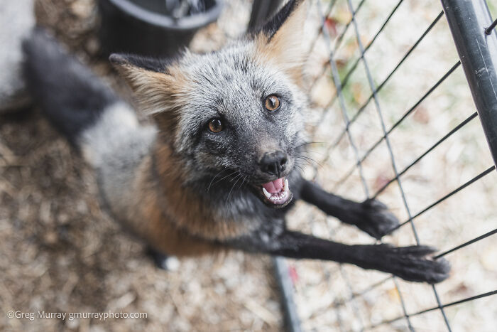 Rescued fox with silver and brown fur looking up while standing against a wire fence in a natural enclosure.