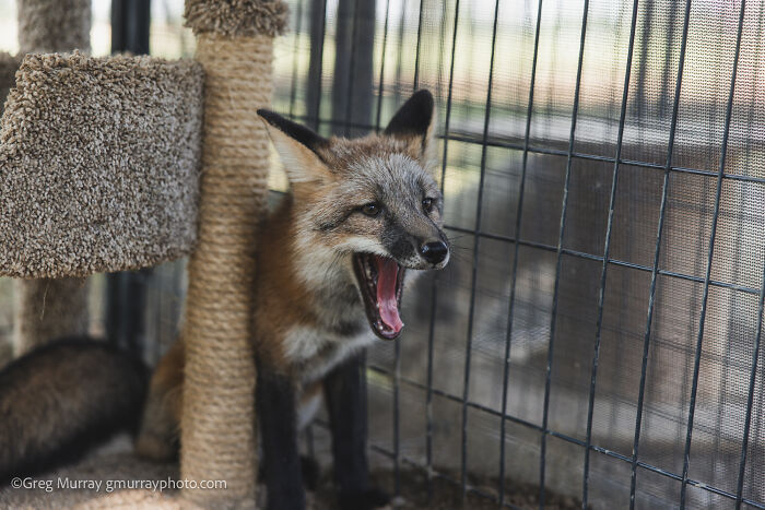 Rescued fox yawning inside an enclosure, captured through the lens showcasing the beauty of rescued foxes.