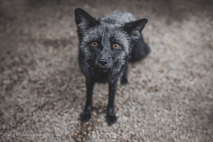 Black rescued fox with amber eyes standing on gravel, photographed by Greg Murray showcasing gorgeous rescued foxes.