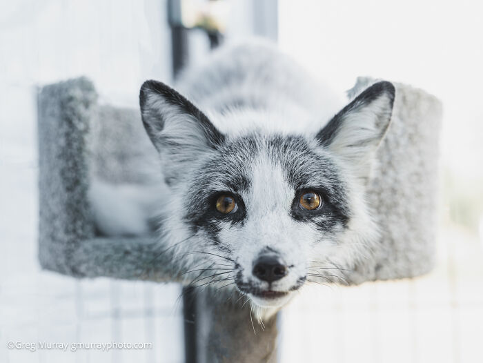 Close-up of a gorgeous rescued fox with amber eyes resting in a cozy enclosure, captured by wildlife photographer Greg Murray.