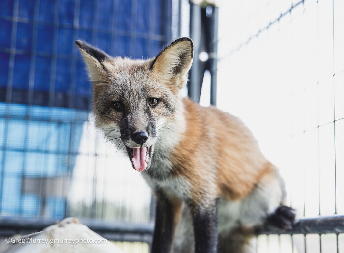 Rescued fox with reddish fur and alert expression inside an enclosure captured through the lens of wildlife photography.