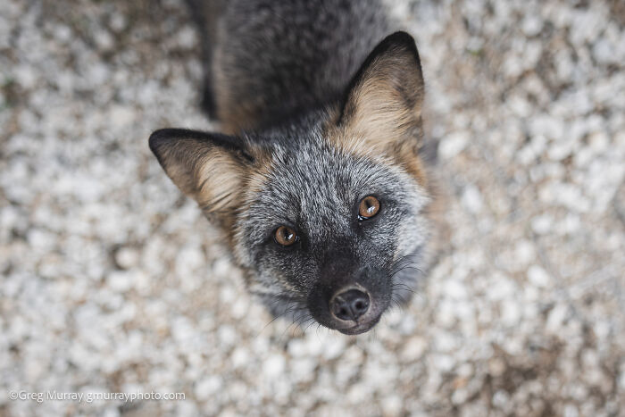 Close-up of a rescued fox looking up with bright eyes, showcasing the beauty of rescued foxes through Greg Murray's lens.