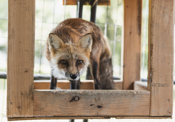 Rescued fox with reddish fur inside a wooden enclosure, photographed closely through the lens of Greg Murray.