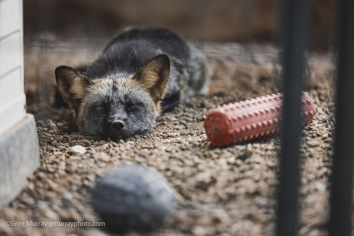 Rescued fox resting on gravel near textured dog toys in an enclosure, captured by wildlife photographer Greg Murray.