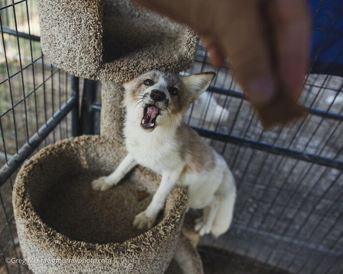 Rescued fox inside an enclosure reaching up towards a hand holding food, showing interaction and care.