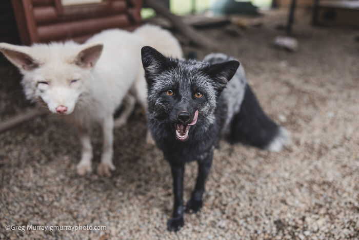 Two rescued foxes, one black and one white, standing on gravel in an outdoor enclosure captured by Greg Murray.