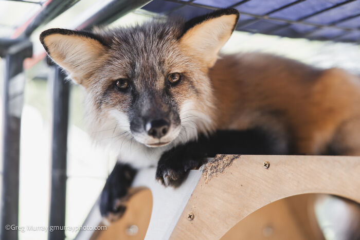Close-up of a rescued fox resting inside an enclosure, captured with detail and warmth through the lens of Greg Murray.