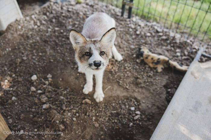 Rescued fox with unique fur pattern standing on dirt inside an enclosure captured through the lens of Greg Murray.