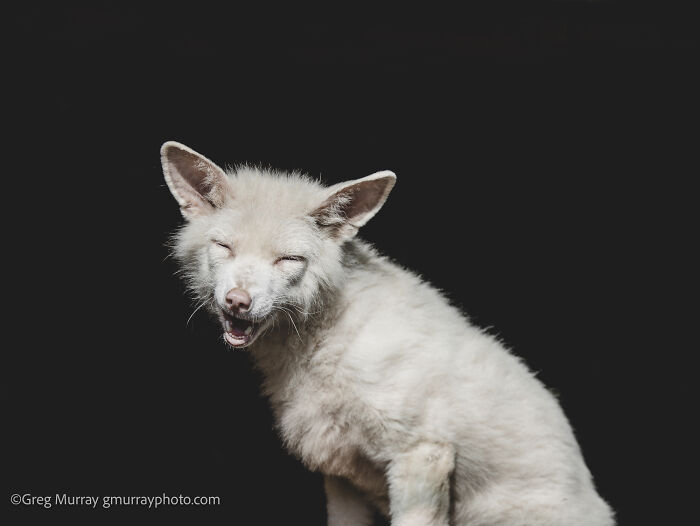 Rescued white fox with closed eyes against a dark background, captured through the lens of Greg Murray.