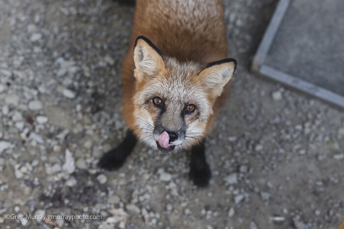 Close-up of a rescued fox licking its nose, captured through the lens of Greg Murray in a natural outdoor setting.