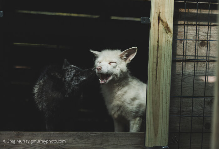 Two rescued foxes, one black and one white, interacting inside a wooden and wire enclosure captured by Greg Murray.