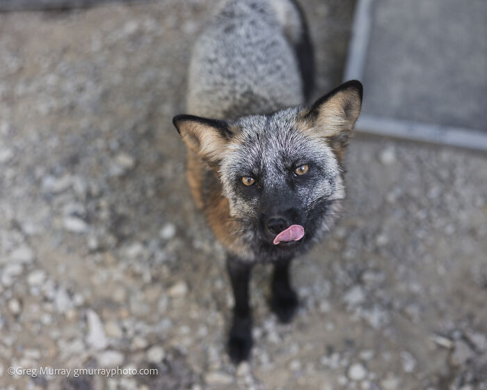Rescued fox with gray and black fur looking up with tongue out on a gravel surface in natural light.
