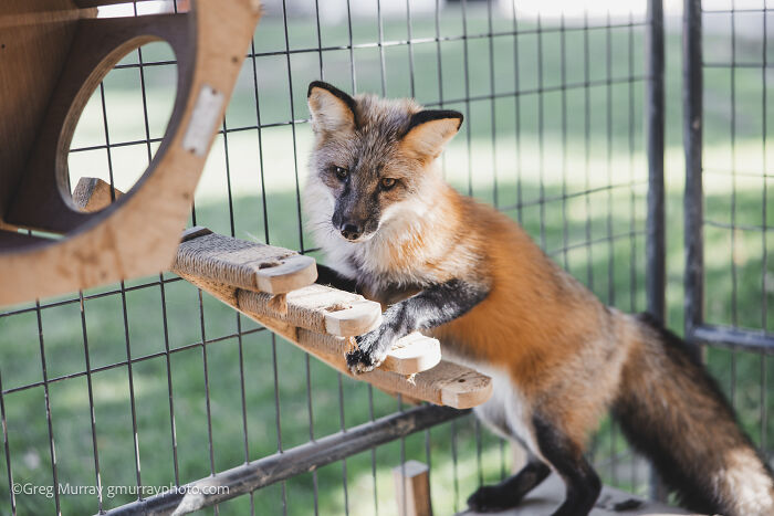 Rescued fox inside an outdoor enclosure, captured through the lens of Greg Murray in a natural light setting.