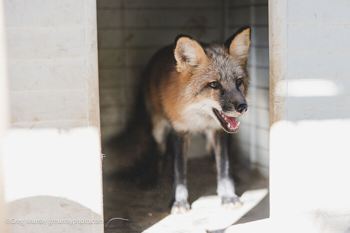 Rescued fox standing in a shelter, captured through the lens of Greg Murray in a natural light setting.
