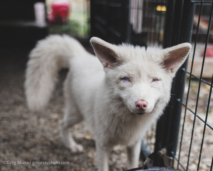 A close-up of a rescued fox with light fur standing near a metal enclosure, captured through the lens of Greg Murray.