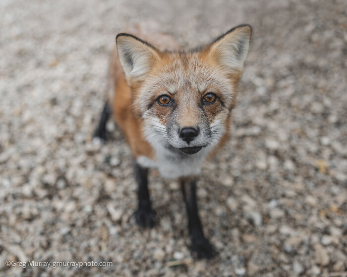 Close-up of a gorgeous rescued fox standing on a gravel surface, showcasing its detailed fur and attentive eyes.