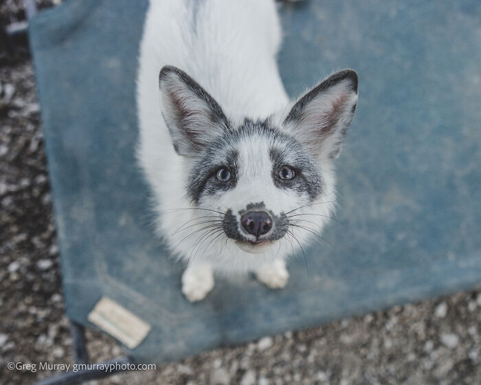 Rescued white and black fox looking up with curious eyes on a blue mat, captured through the lens of Greg Murray.