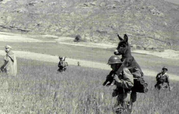 Black and white historical photo of soldiers in a field, one carrying a donkey, showcasing unique historical moments.