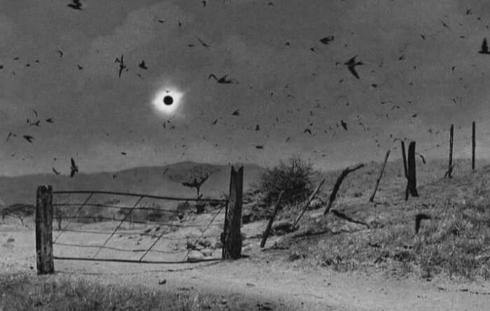 Historical photo showing a solar eclipse with birds flying over a rural landscape and a rustic fence in the foreground.