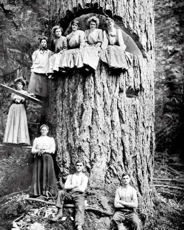 Group of people posed inside and around a giant tree showcasing utterly unique historical photos with deep backstory.