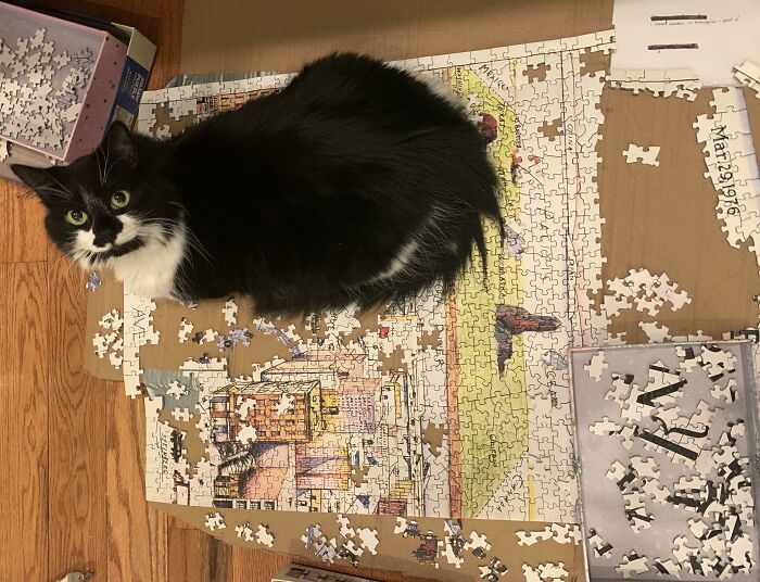 Black and white cat sitting on a partially completed puzzle, showing how pets can take over personal space.