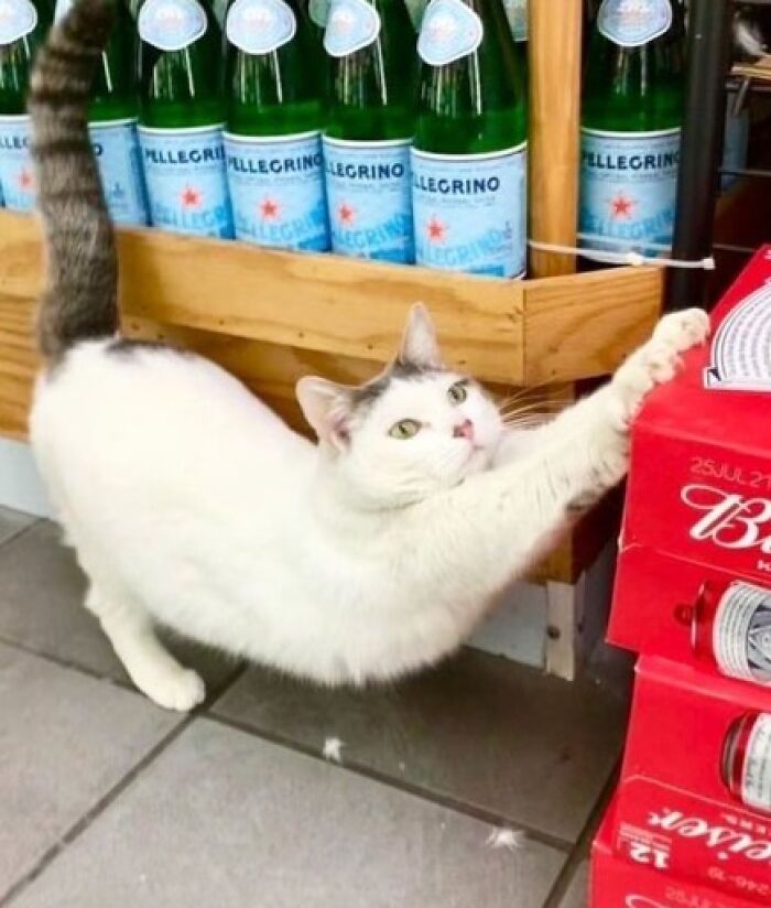 White and gray cat stretching near beverage bottles and boxes, cute cats spotted living their best lives in random shops.