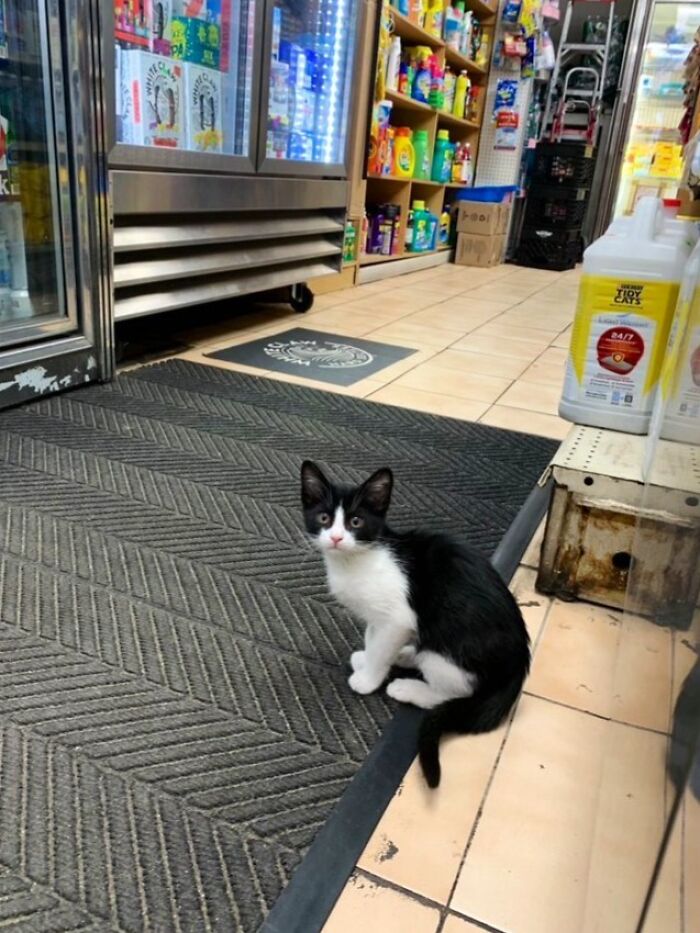Black and white cat sitting on a mat inside a store surrounded by shelves and products in a random shop setting.