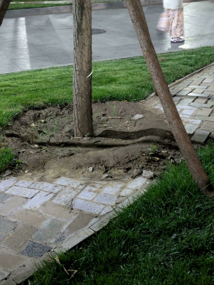 Sidewalk poorly paved around a tree, showing funny example of people not even trying in construction work.
