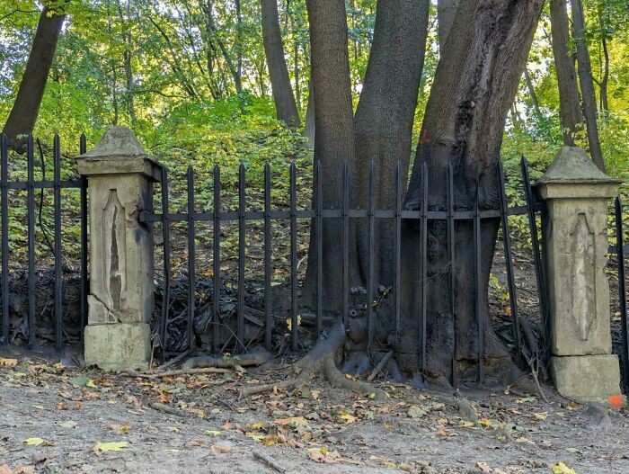 Old iron fence with tree growing through it, a funny example of people not even trying to fix or maintain it.