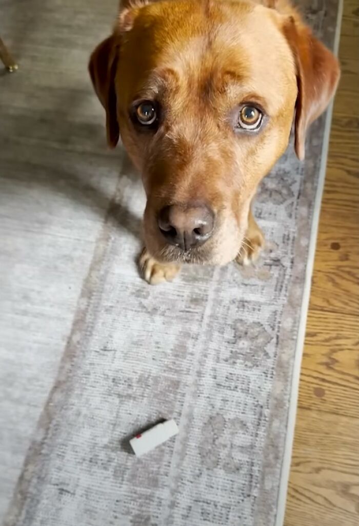 Brown dog close-up looking up with a small random item on a rug, highlighting rejected service dog training moments. Brown dog close-up looking up with a small random item on a rug, highlighting rejected service dog training moments.